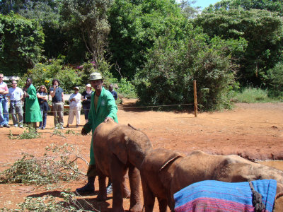 introducing each elephant