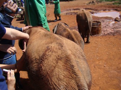 an elephant says hello