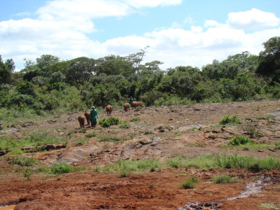 group #2 approaches from the forest