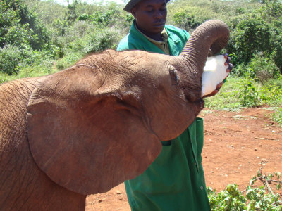 bottlefeeding an elephant