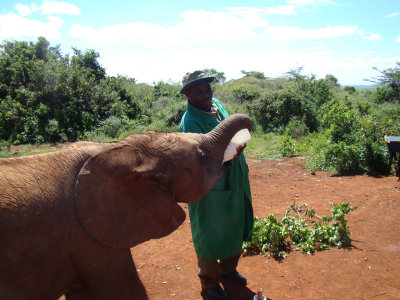 bottlefeeding an elephant