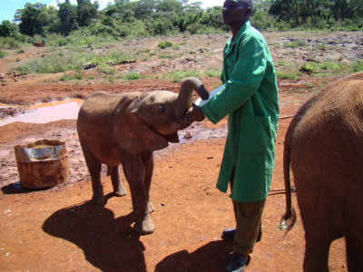 bottlefeeding an elephant