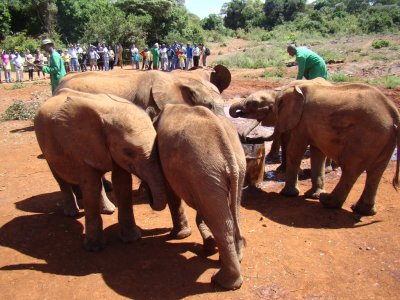 elephants around the water barrel