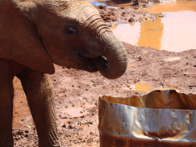 thirsty elephant