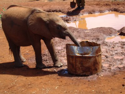 thirsty elephant