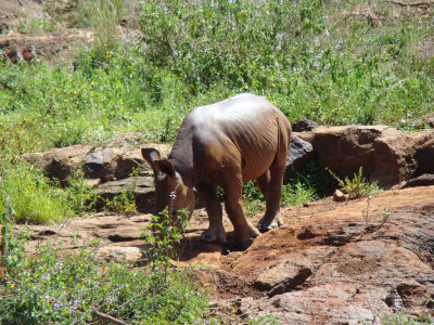 Maalim the baby rhino (5 months old)