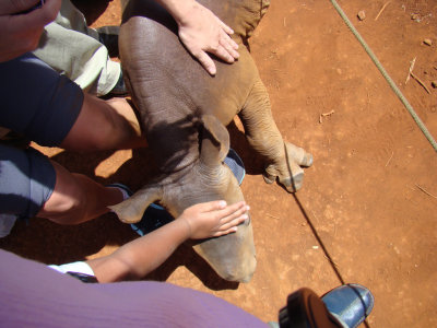 charged by a baby rhino! (that's my blue-shod foot at the bottomr)