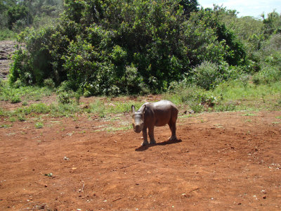 Maalim the baby rhino