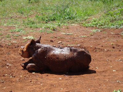 muddy baby rhino