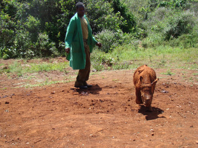 mudbathed baby rhino