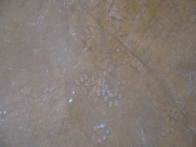 animal (likely cat) prints in the floor