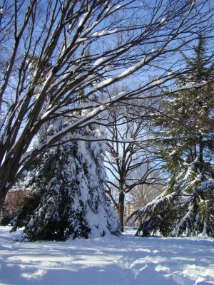 evergreens weighted down by snow, in the park