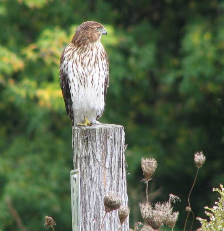 Cooper's hawk