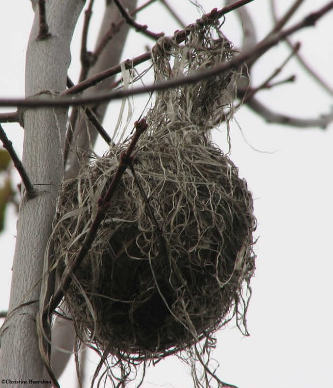 Baltimore oriole nest