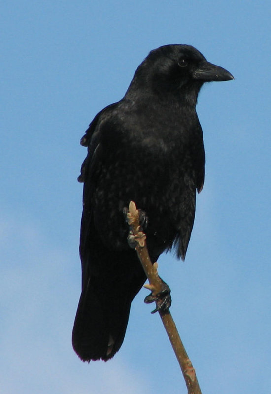American crow