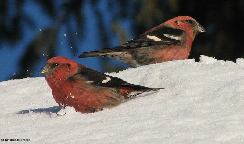 White-winged crossbills, males