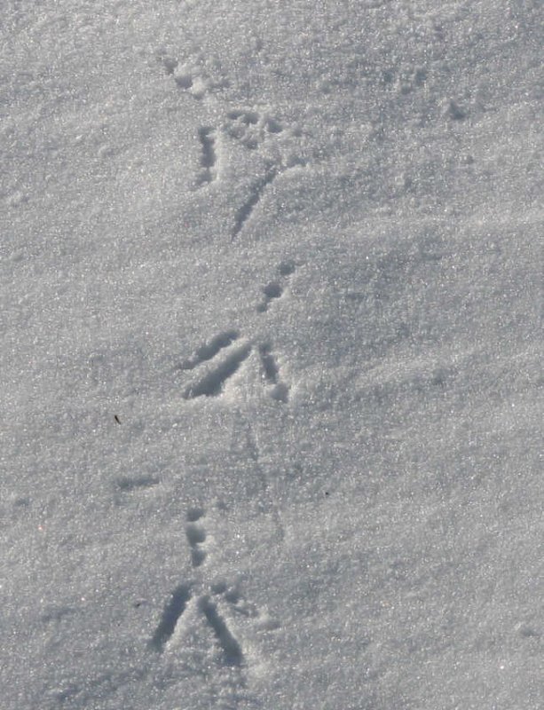 Crow tracks