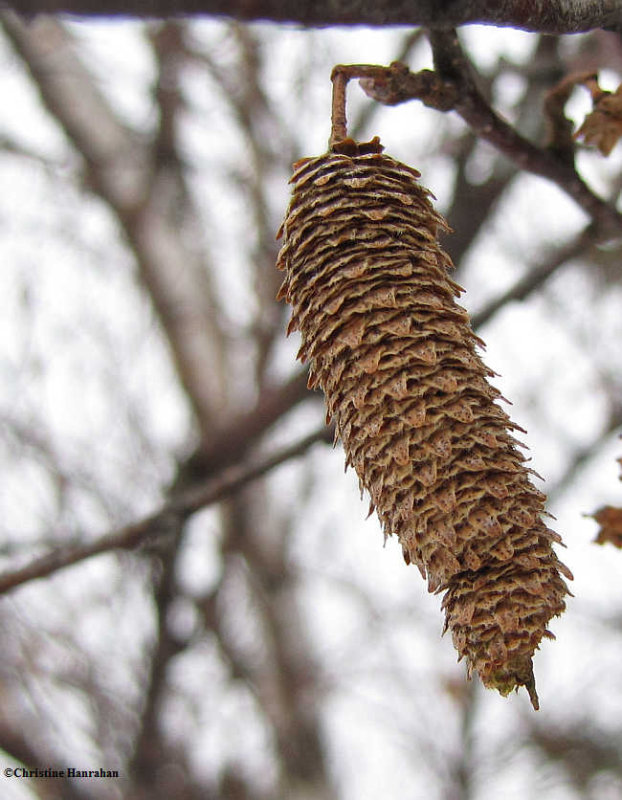 Birch seed catkin