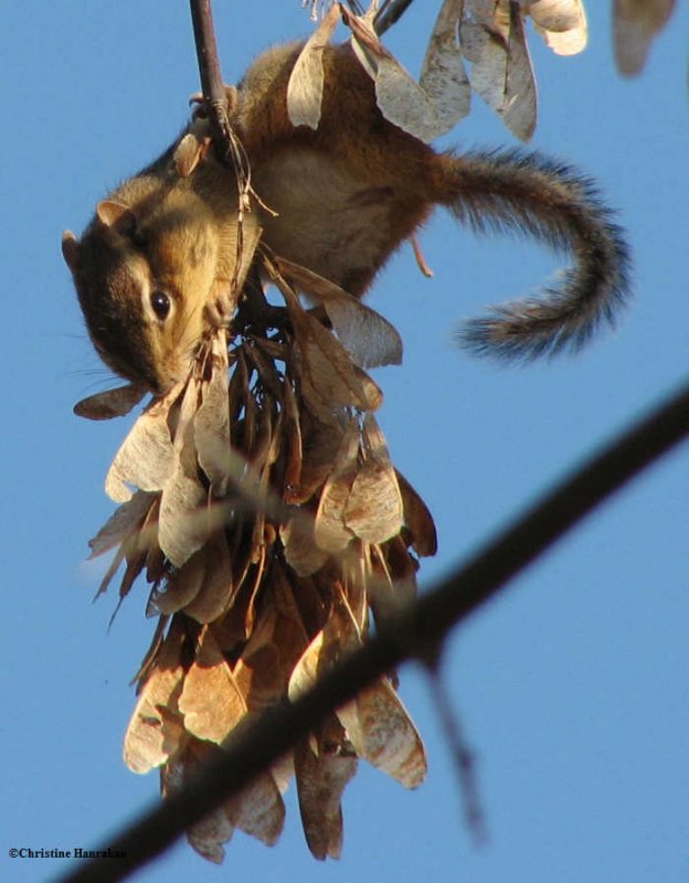 Chipmunk eating Manitoba maple seeds