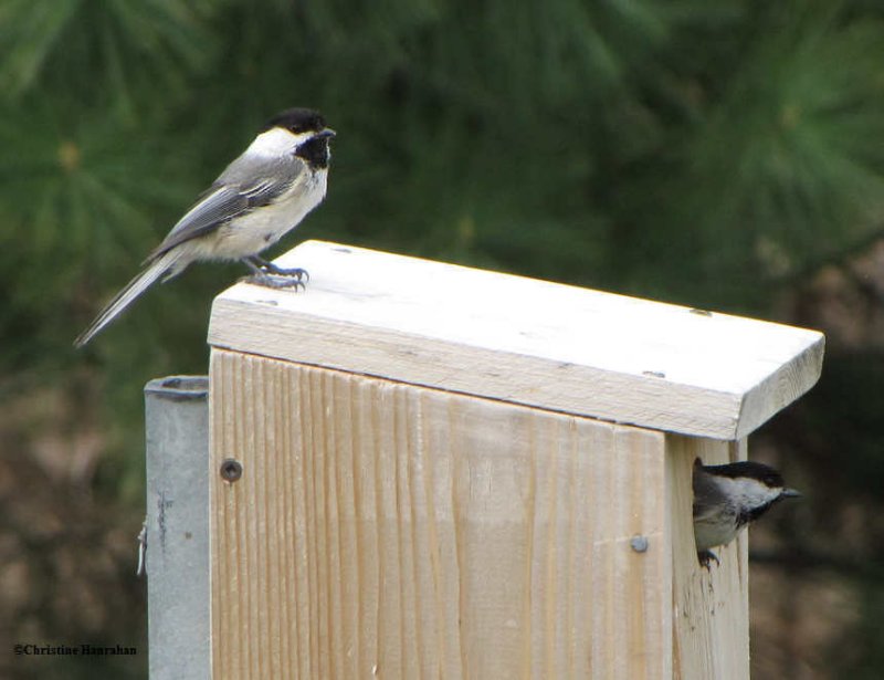 Black-capped chickadees