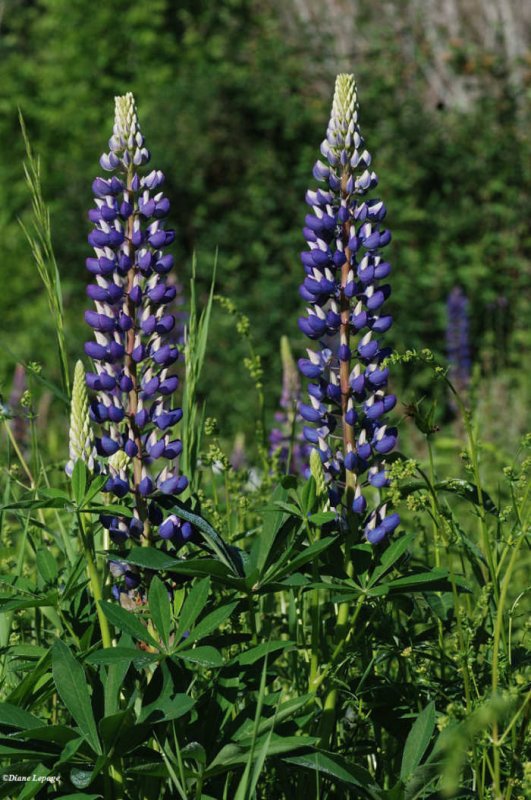 Lupines in the Butterfly Meadow