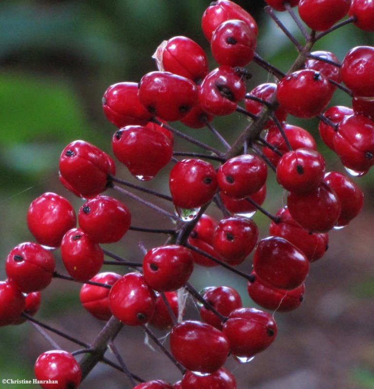 Red baneberry (Actaea rubra) berries