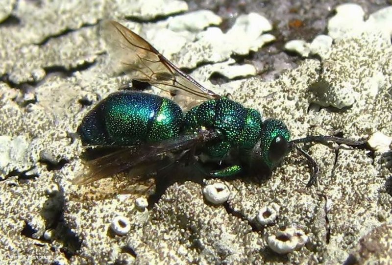 Cuckoo wasp (Chrysis) sp.) on lichen covered rock