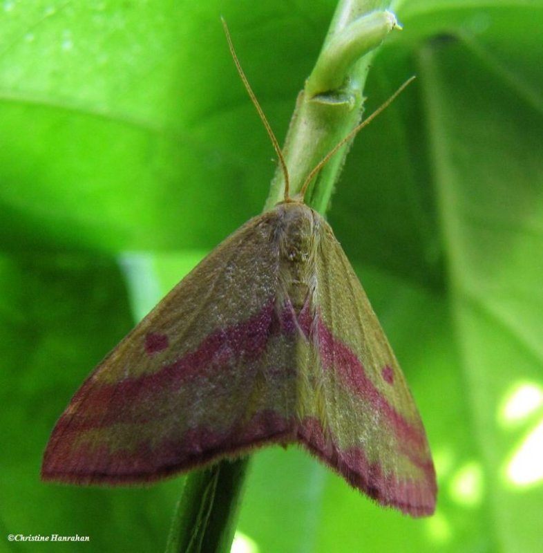 Chickweed geometer moth (Haematopis grataria)
