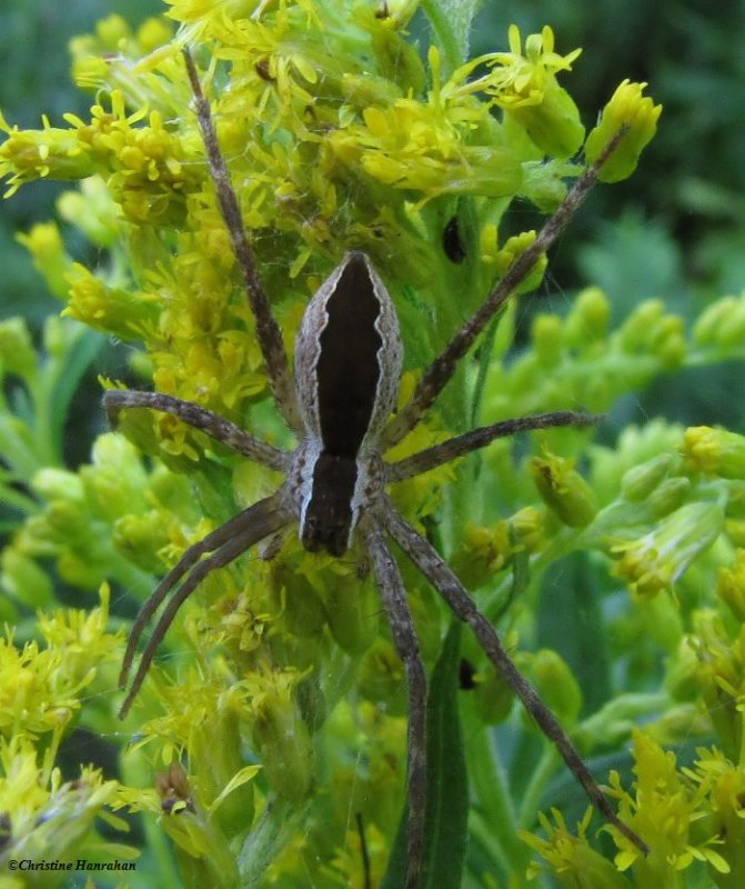 Nursery web spider (Pisaurina mira) on goldenrod
