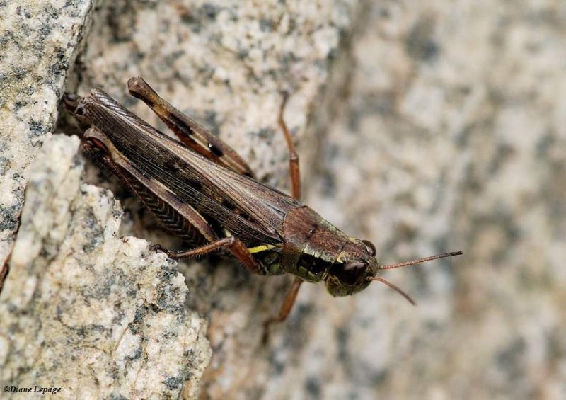  Red-legged Grasshopper (Melanoplus femurrubrum)