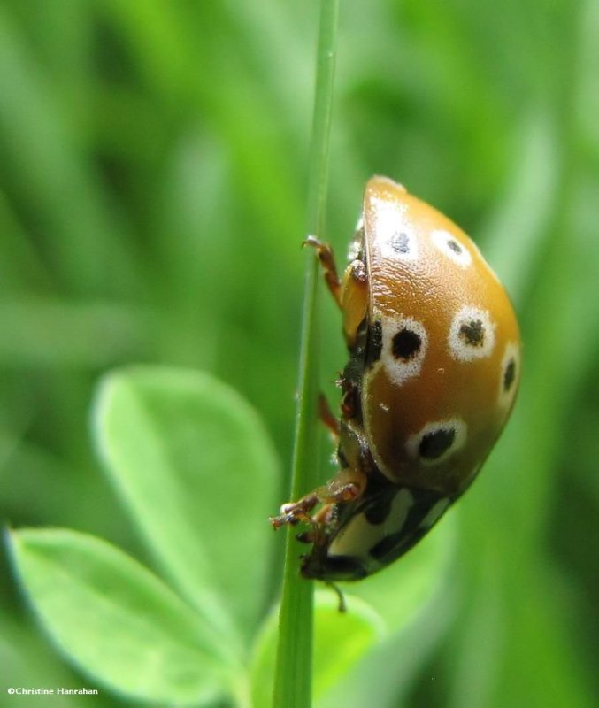 Eye-spotted ladybeetle (Anatis mali)