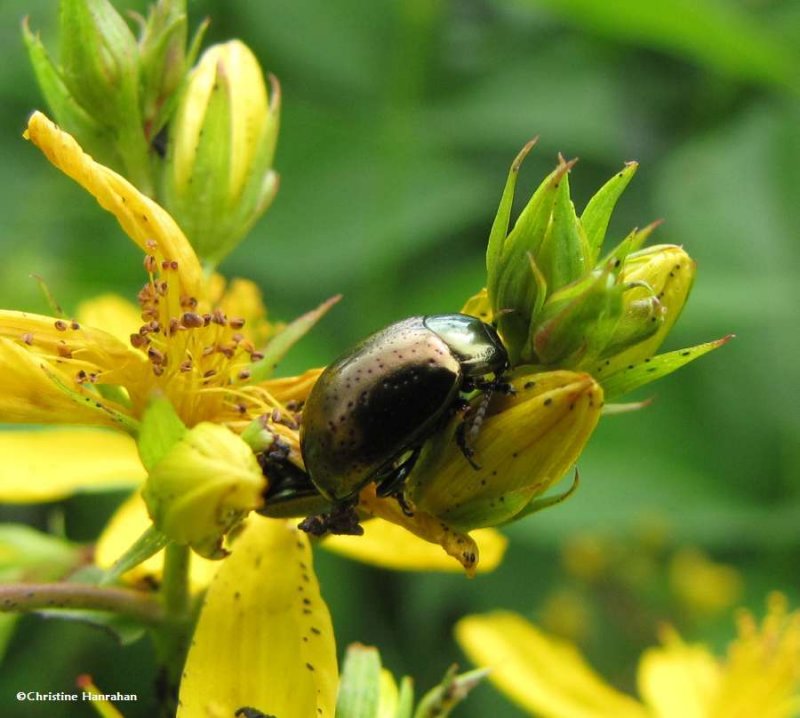 Klamath weed beetle (Chrysolina)