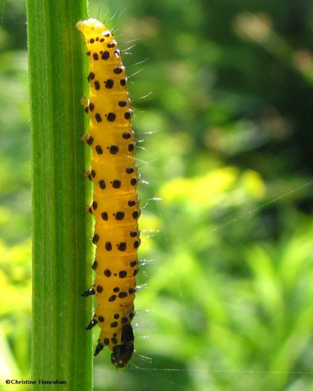 Parsnip webworm caterpillar (<em>Depressaria pastinacella</em>), #0922