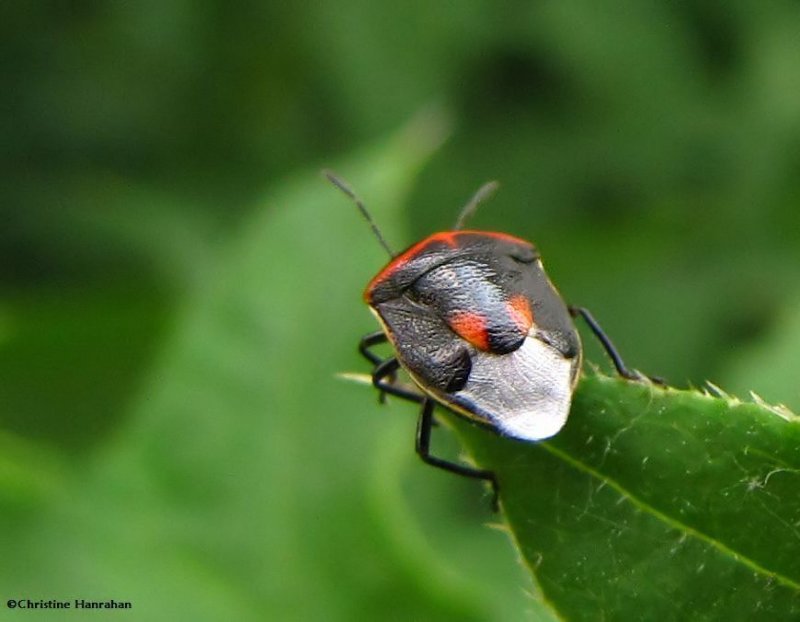 Two-spotted stinkbug (Cosmopepla bimaculata)