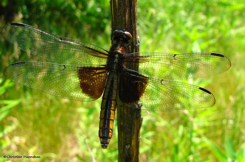 Widow skimmer (Libellula luctuosa), female