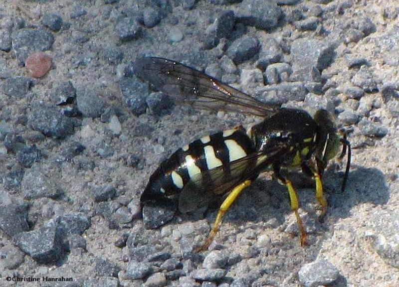 Sand wasp (Bicyrtes)