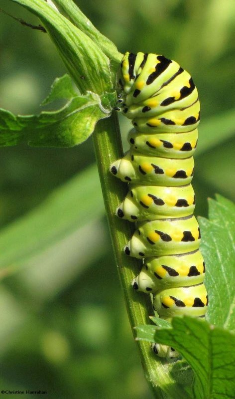 Black swallowtail (em>Papilio polyxenes) caterpillar