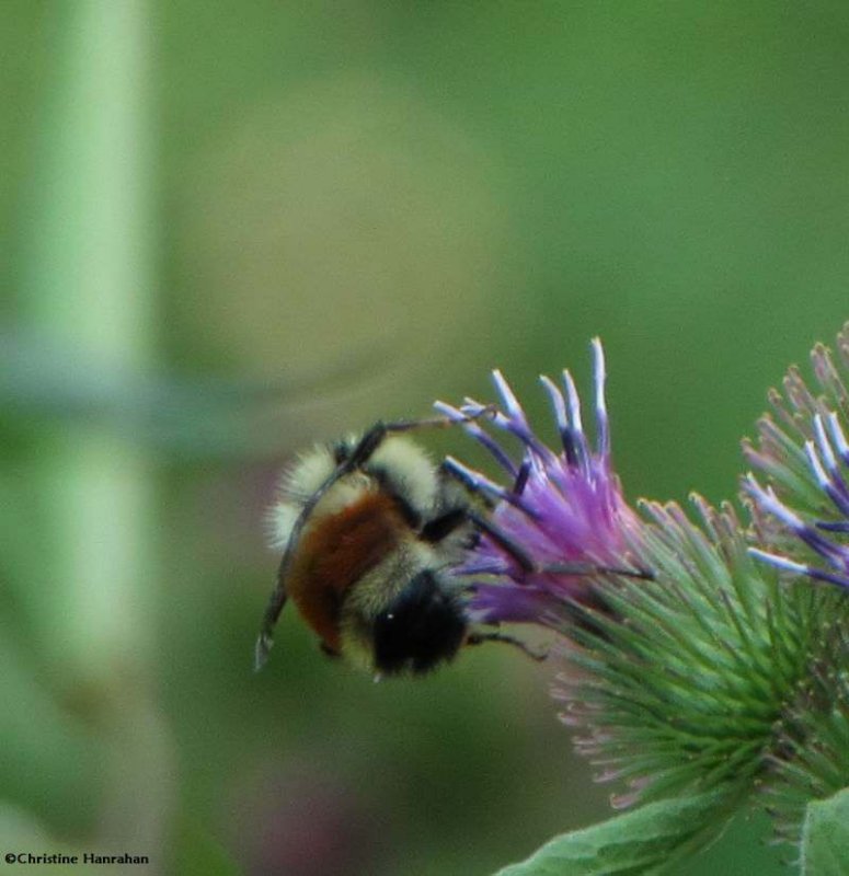 Red-banded bumblebee (Bombus ternarius) on Burdock