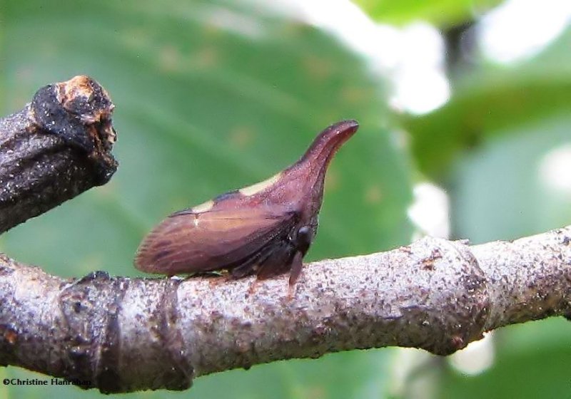 Treehopper (Enchenopa binotata)