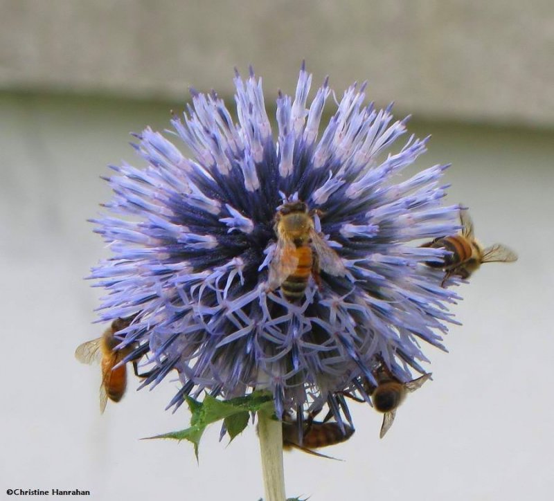 Honey bees  (Apis mellifera)
