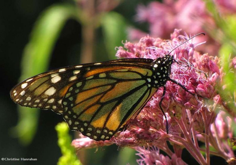 Monarch butterfly (Danaus plexippus) on Joe-pye-weed