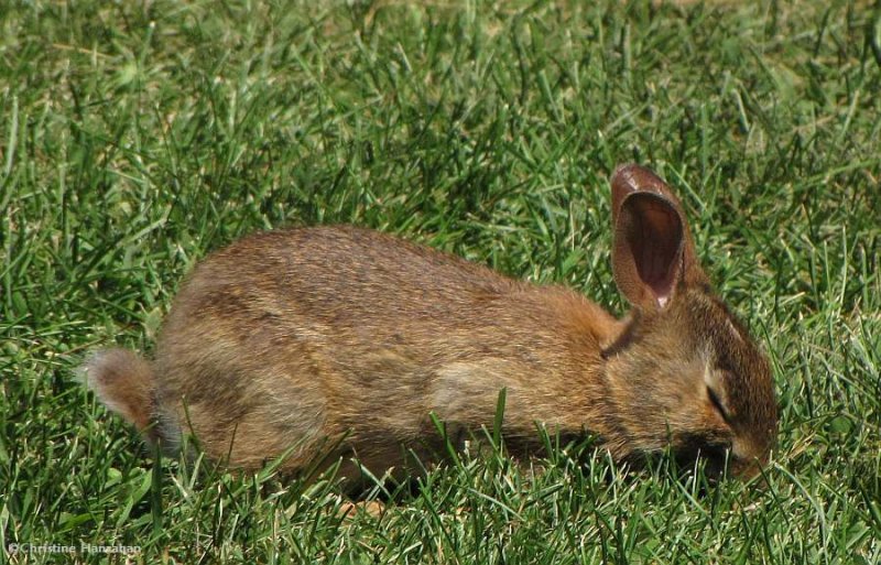 Baby cottontail