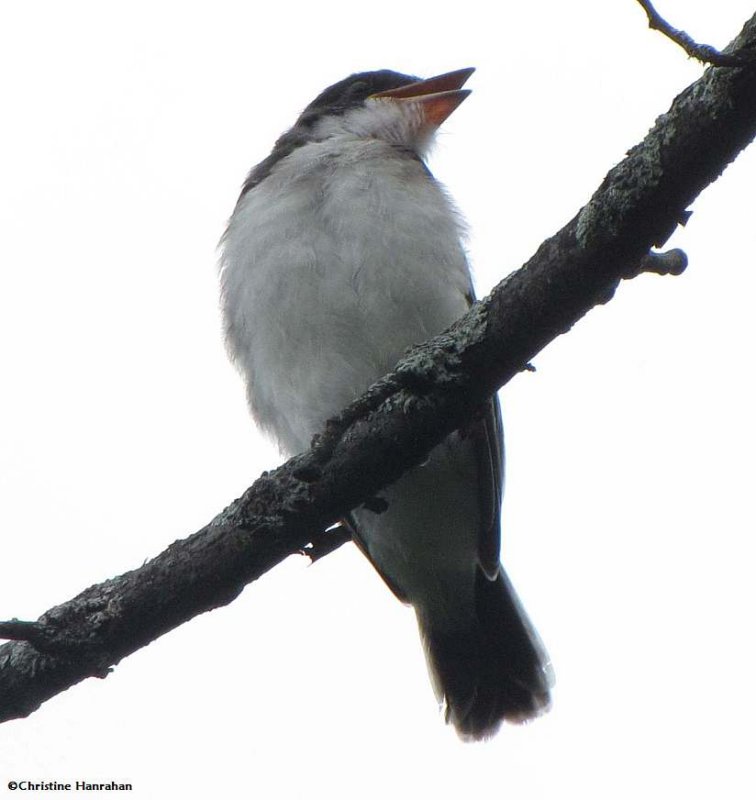 Eastern kingbird fledged young