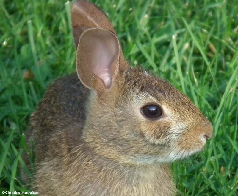 Young cottontail