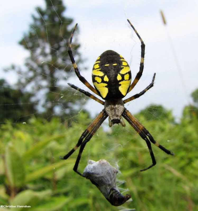 Black and yellow orb weaver (Argiope aurantia)