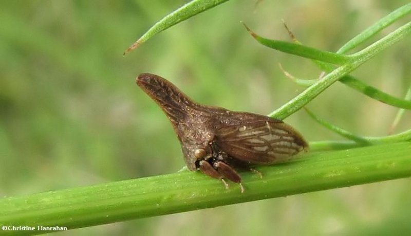 Treehopper  (Enchenopa latipes)