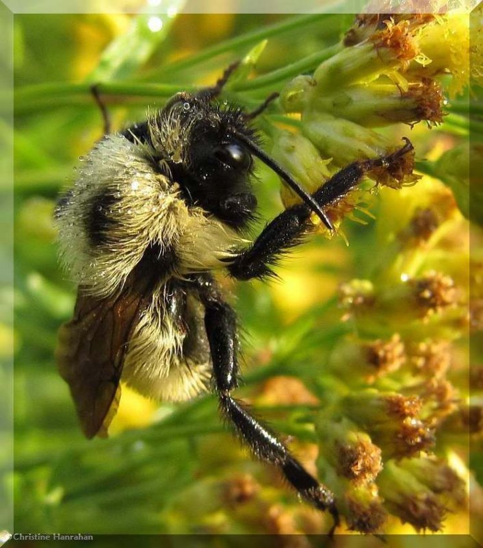 Dew covered bumblebee