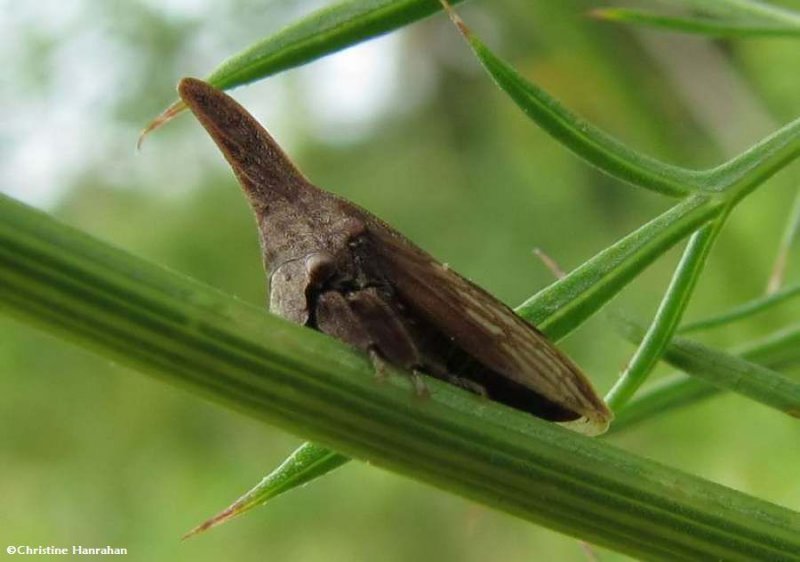 Treehopper  (<em>Enchenopa latipes</em>)