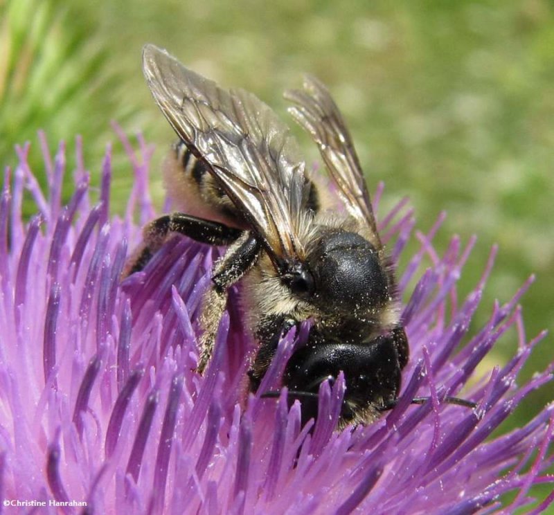 Leafcutter bee (Megachile)