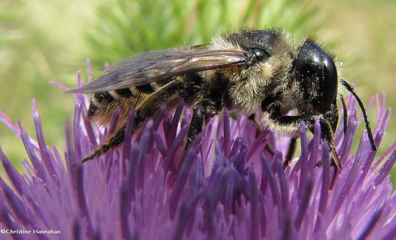 Leafcutter bee (Megachile)